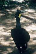 04-21-02 0a Chichen Itza black bird.jpg (19954 bytes)